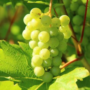 grapes-wine-fruit-vines-60021-60021.jpg