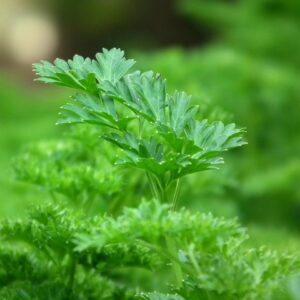 parsley-seasoning-salad-greens-60639-60639.jpg