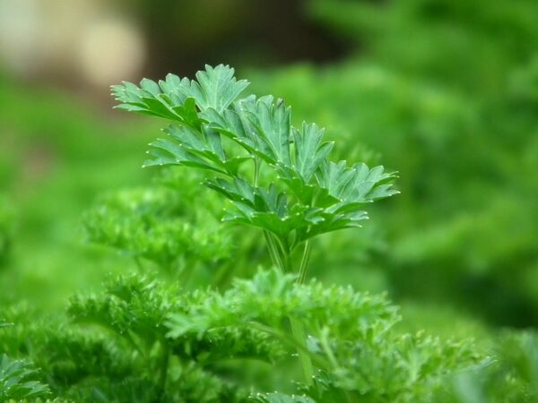 parsley-seasoning-salad-greens-60639-60639.jpg